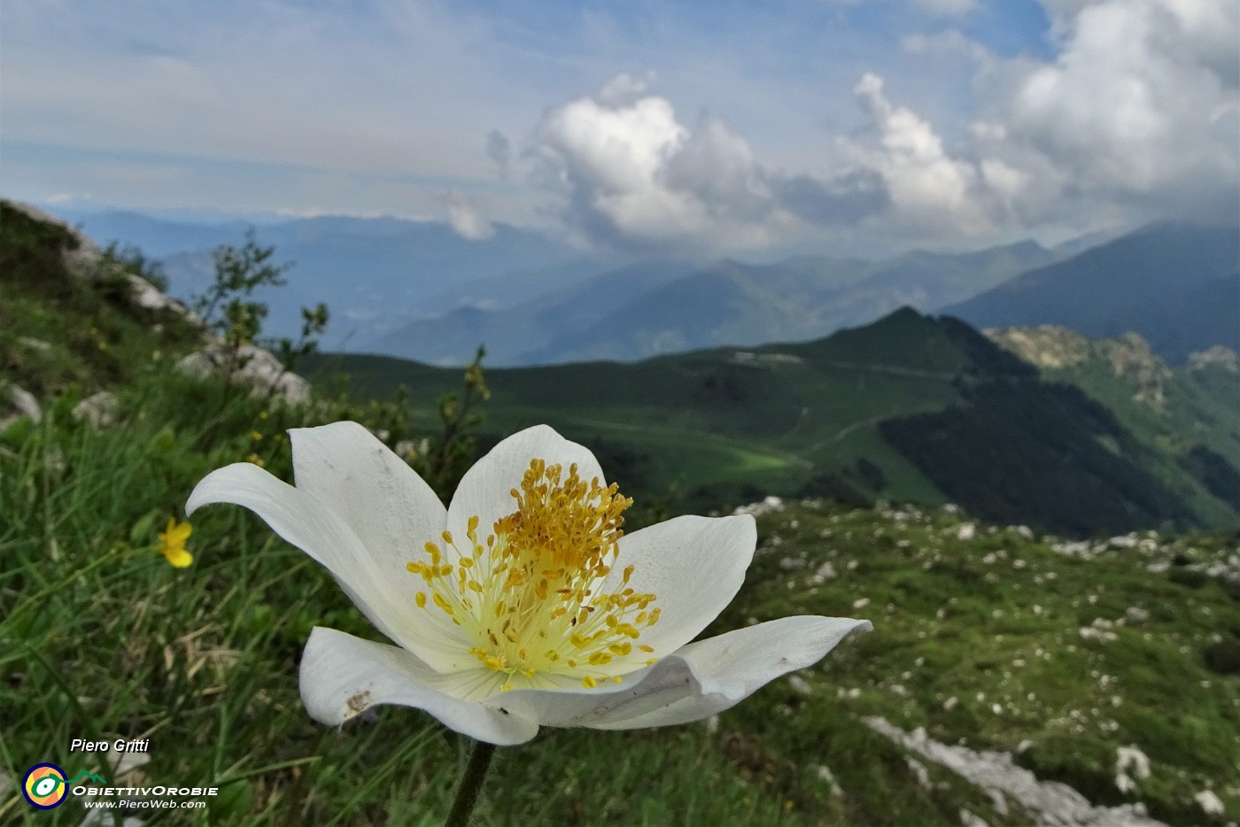 35 Pulsatilla alpina (pulsatilla alpina)  con vista sui Piani di Bobbio.JPG